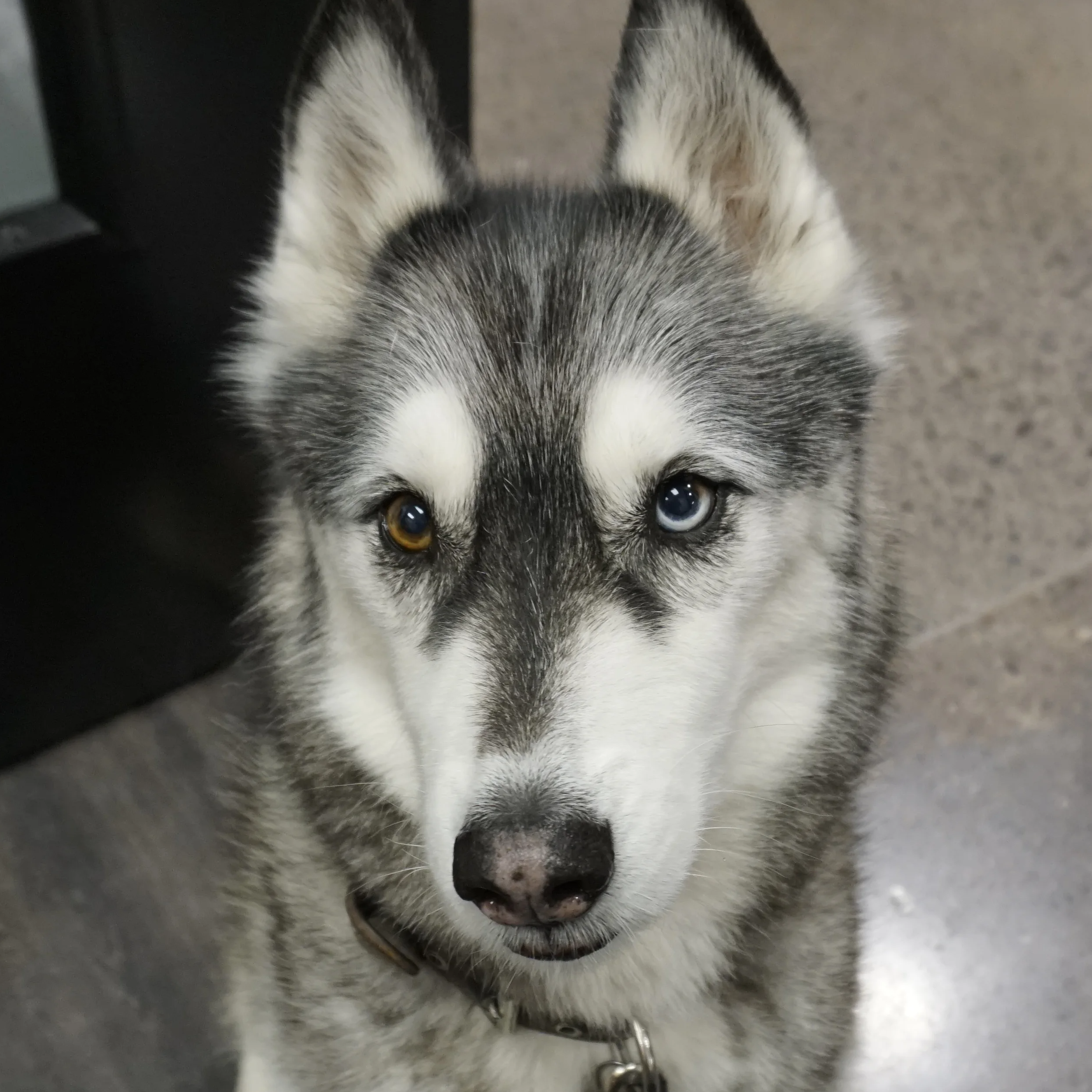 Titus (Hauk)