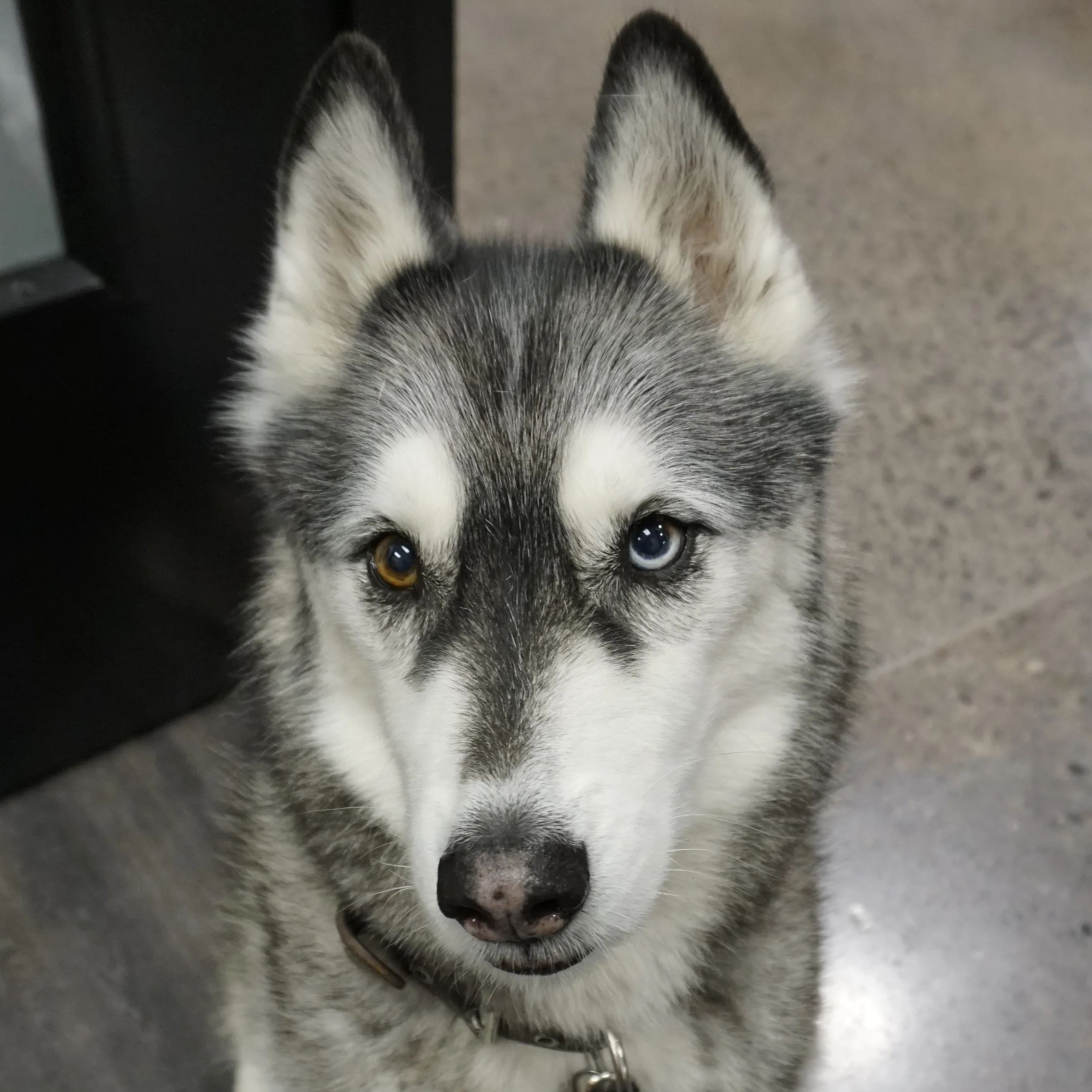 Titus (Hauk)