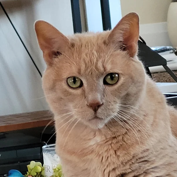 Teddy (Nielsen)