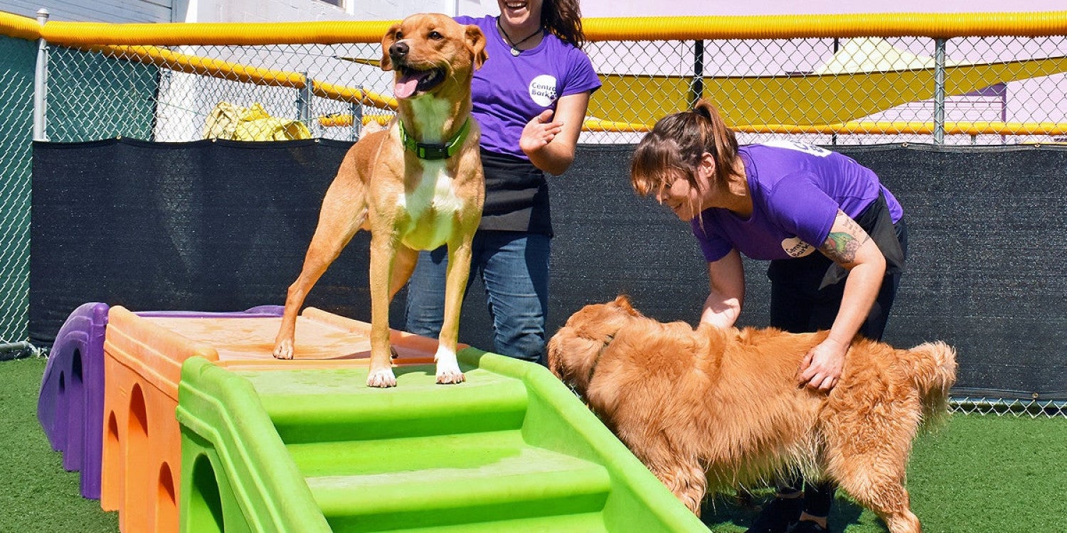 Central Bark: Unleashing Success in the Pet Industry with a Tail-Wagging Franchise Model