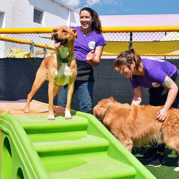 Central Bark: Unleashing Success in the Pet Industry with a Tail-Wagging Franchise Model