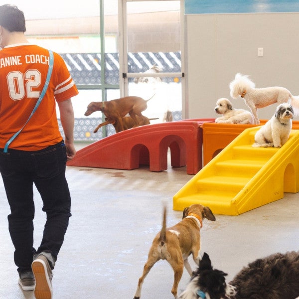 Dogtopia Unleashes Revolutionary Store Design, Redefining Canine Wellness Franchises and Giving Back to the Community Dogtopia Unleashes Revolutionary Store Design, Redefining Canine Wellness Franchises and Giving Back to the Community