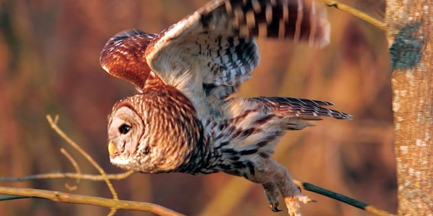 Wild Birds Unlimited Takes You on a Wild and Whimsical Journey Into the Enchanting Lives of a Barred Owl Family