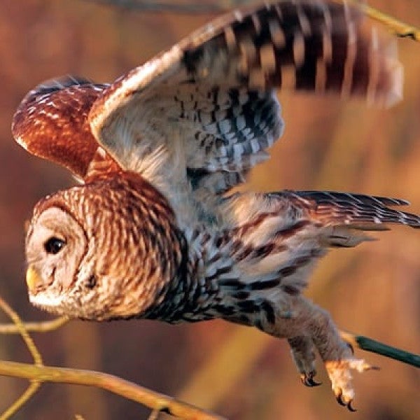 Wild Birds Unlimited Takes You on a Wild and Whimsical Journey Into the Enchanting Lives of a Barred Owl Family