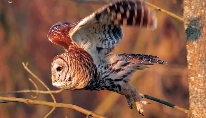 Wild Birds Unlimited Takes You on a Wild and Whimsical Journey Into the Enchanting Lives of a Barred Owl Family Wild Birds Unlimited Takes You on a Wild and Whimsical Journey Into the Enchanting Lives of a Barred Owl Family