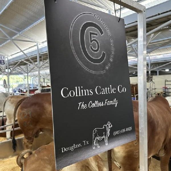 Collins Cattle