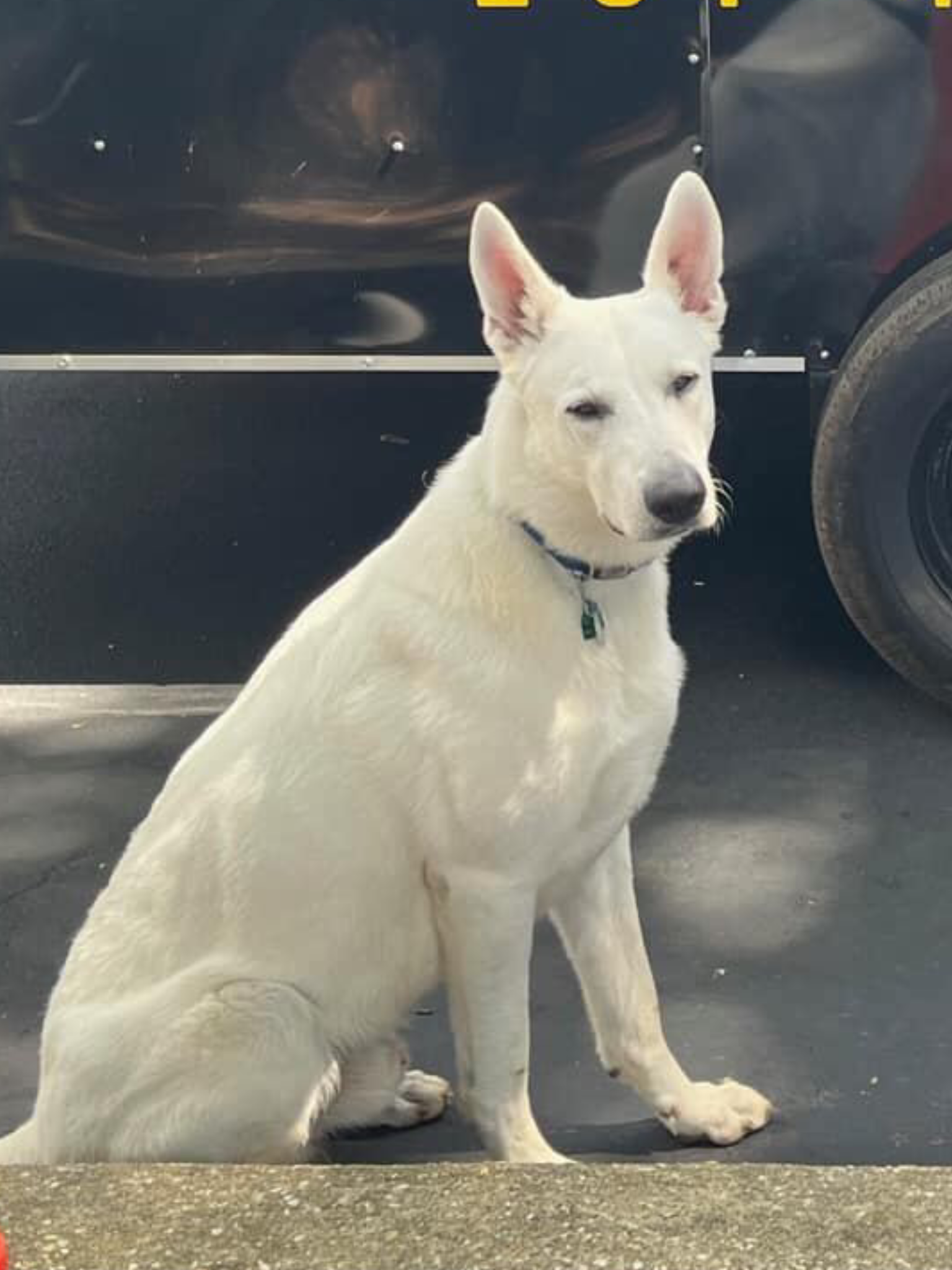 Clyde The Dog