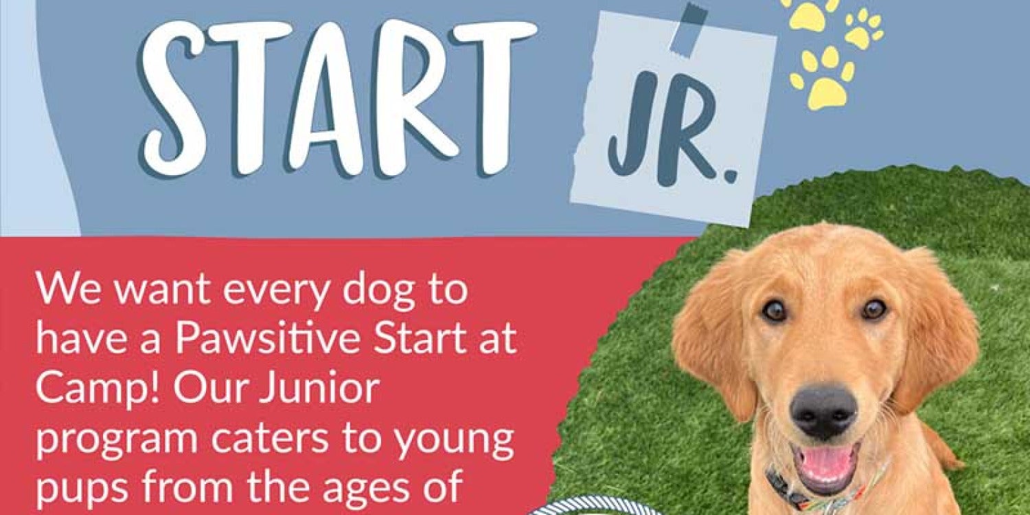 Camp Bow Wow Introduces Pawsitive Start Jr.: A Pawsome Program for Puppy Adventures Camp Bow Wow Introduces Pawsitive Start Jr.: A Pawsome Program for Puppy Adventures