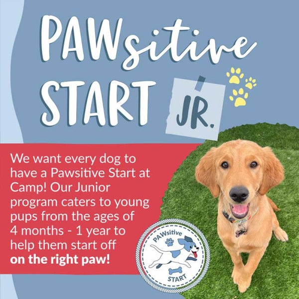 Camp Bow Wow Introduces Pawsitive Start Jr.: A Pawsome Program for Puppy Adventures