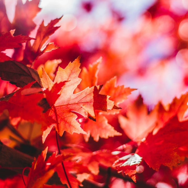 Signarama Puyallup Wishes Everyone a Happy and Bright Fall Season