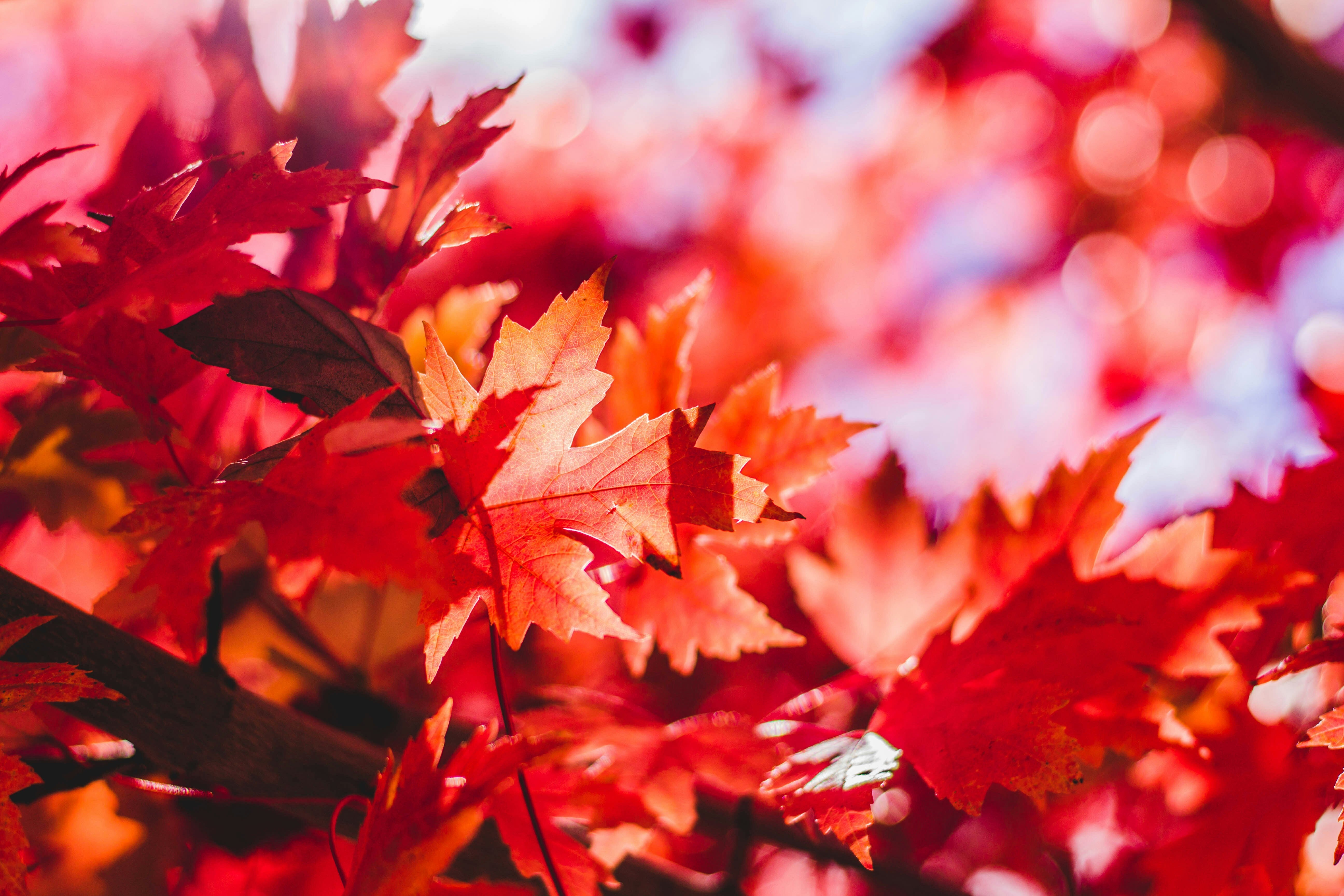 Signarama Puyallup Wishes Everyone a Happy and Bright Fall Season