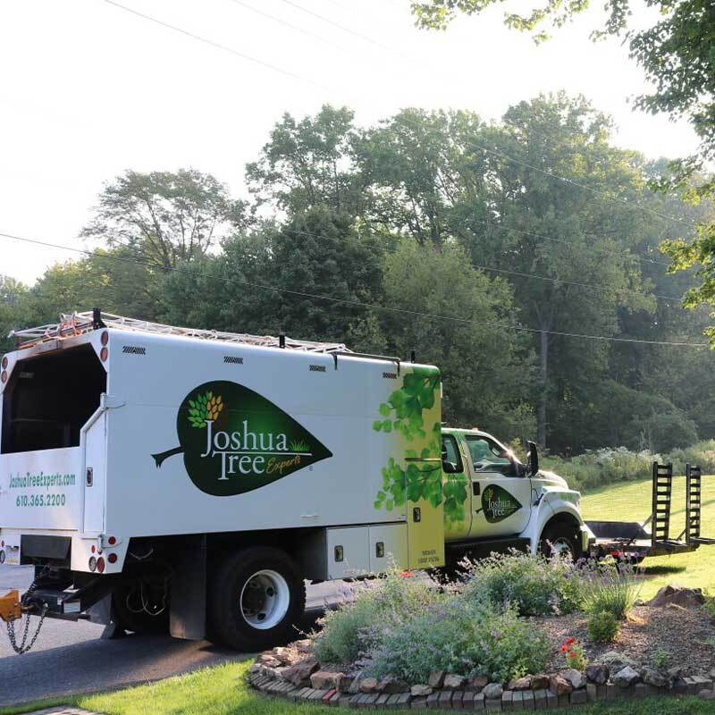 Joshua Tree Experts: Bringing Green Magic to Chicago's North Shore in Spring 2025 Joshua Tree Experts: Bringing Green Magic to Chicago's North Shore in Spring 2025