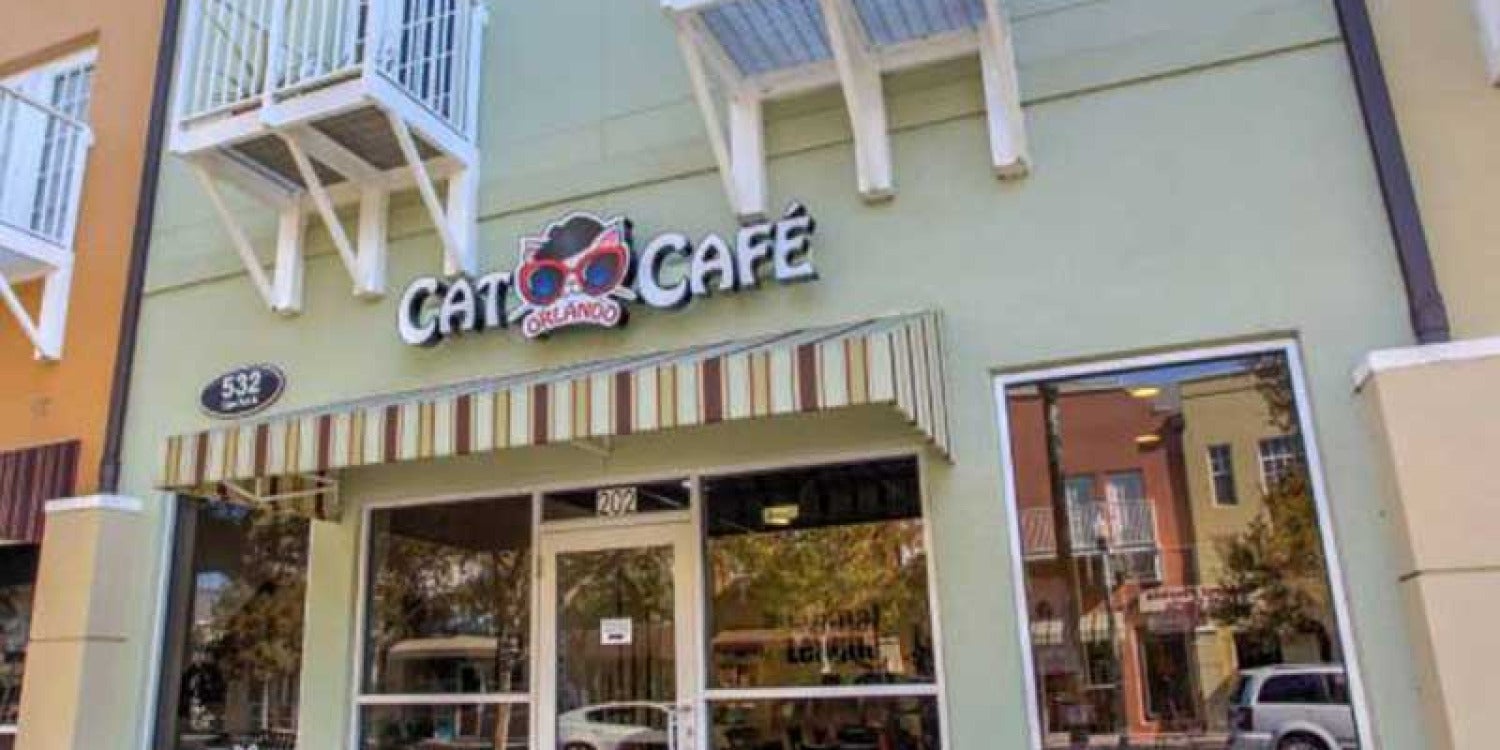 The Purr-fectly Delightful Revolution: Inside the Franchise Model of the Orlando Cat Café The Purr-fectly Delightful Revolution: Inside the Franchise Model of the Orlando Cat Café