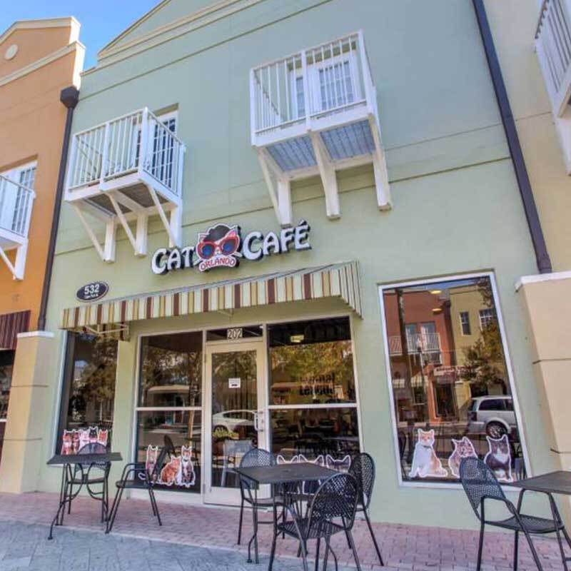 The Purr-fectly Delightful Revolution: Inside the Franchise Model of the Orlando Cat Café