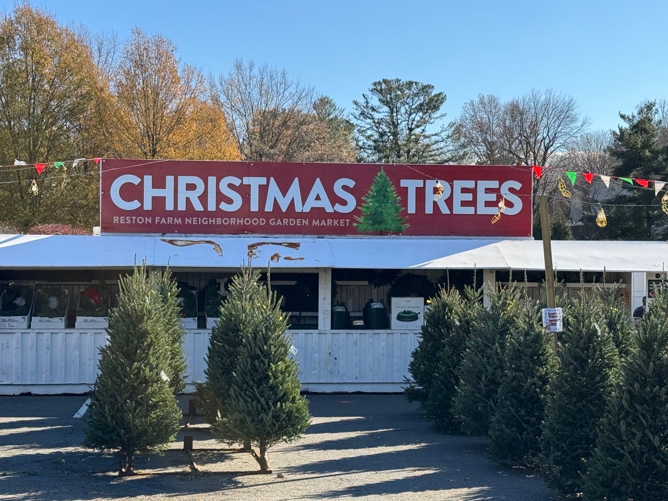 Festive Signage for Reston Farm’s Christmas Tree Lot!