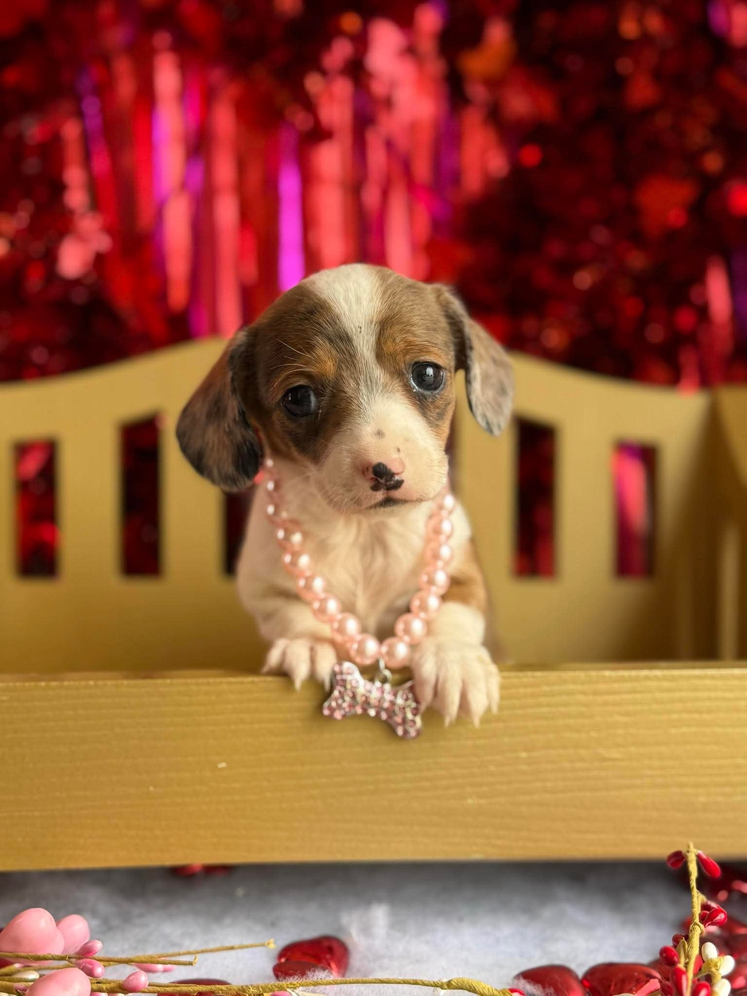 Gumbeaux The Sign Dog