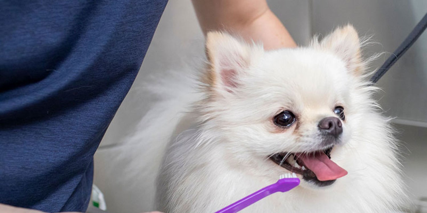Scenthound Salutes Educators with Free Dog Grooming Services for Teacher Appreciation Month