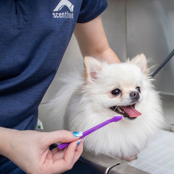 Scenthound Salutes Educators with Free Dog Grooming Services for Teacher Appreciation Month Scenthound Salutes Educators with Free Dog Grooming Services for Teacher Appreciation Month