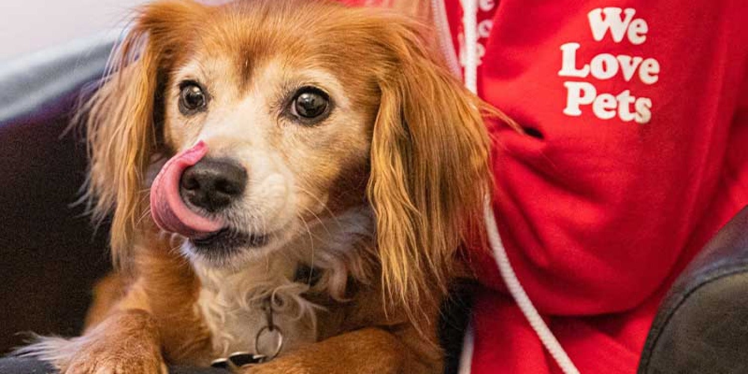 How Jo White's Flurry of Frustration Led to We Love Pets' Unstoppable Rise How Jo White's Flurry of Frustration Led to We Love Pets' Unstoppable Rise