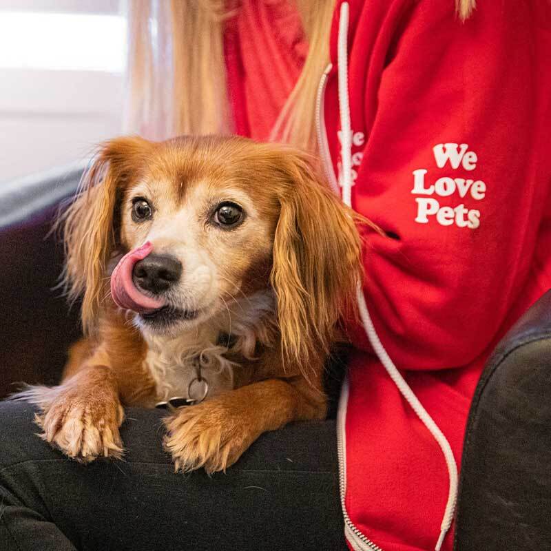 How Jo White's Flurry of Frustration Led to We Love Pets' Unstoppable Rise How Jo White's Flurry of Frustration Led to We Love Pets' Unstoppable Rise