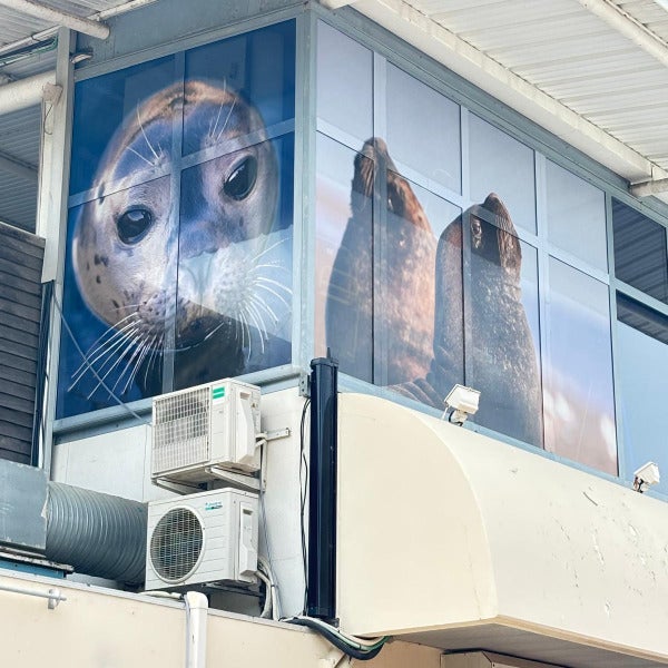 Réalisation en vitrophanie microperforée pour le Seaquarium du Grau-du-Roi