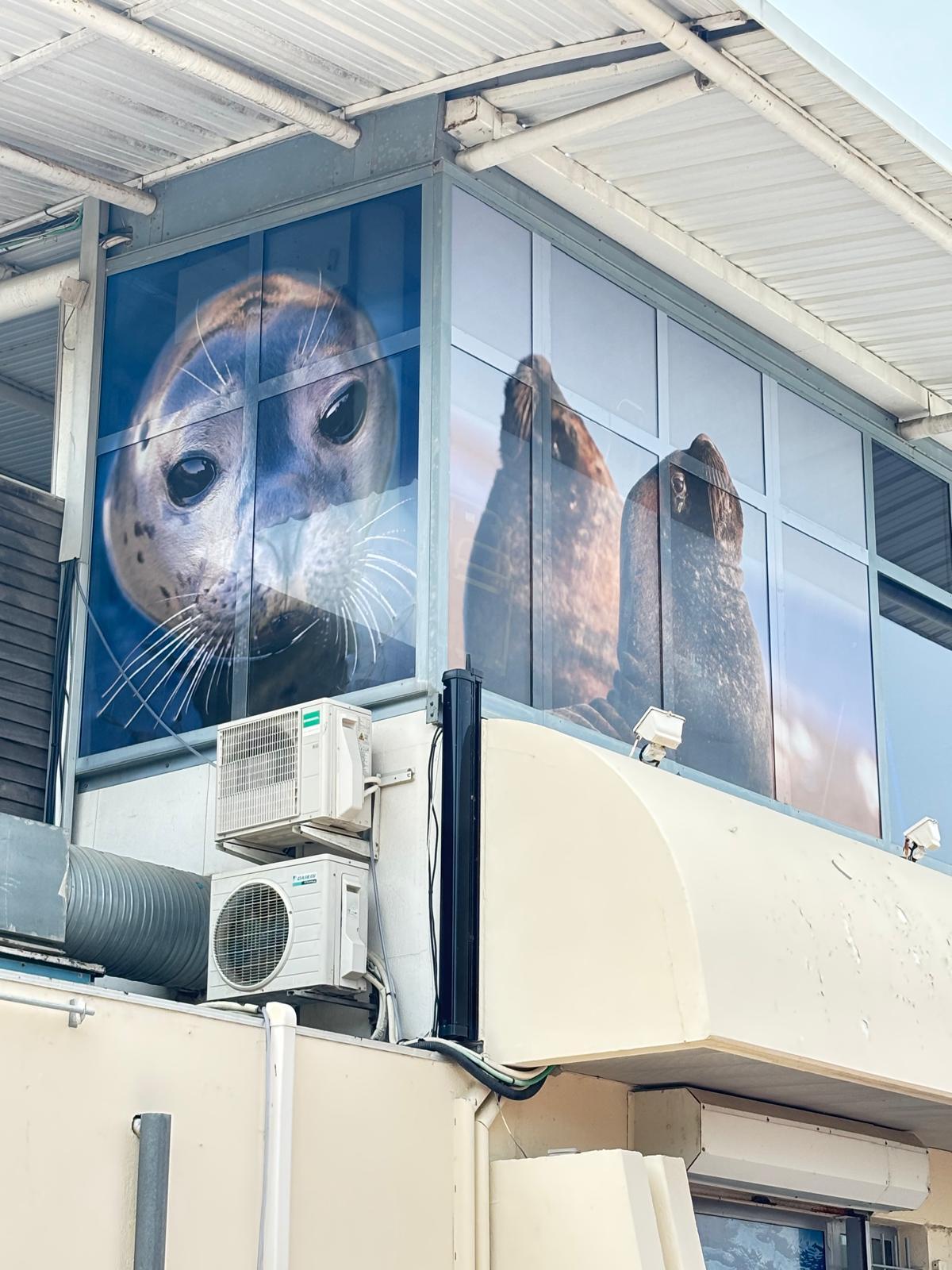 Réalisation en vitrophanie microperforée pour le Seaquarium du Grau-du-Roi