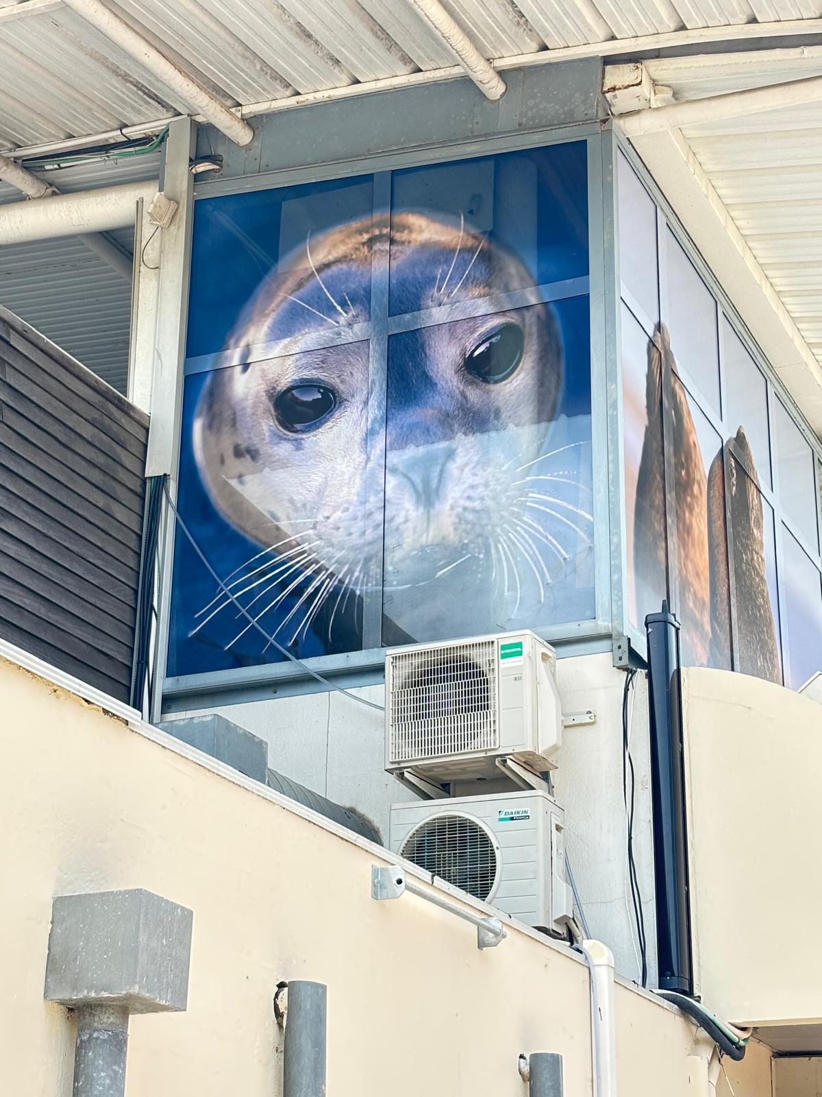 Réalisation en vitrophanie microperforée pour le Seaquarium du Grau-du-Roi