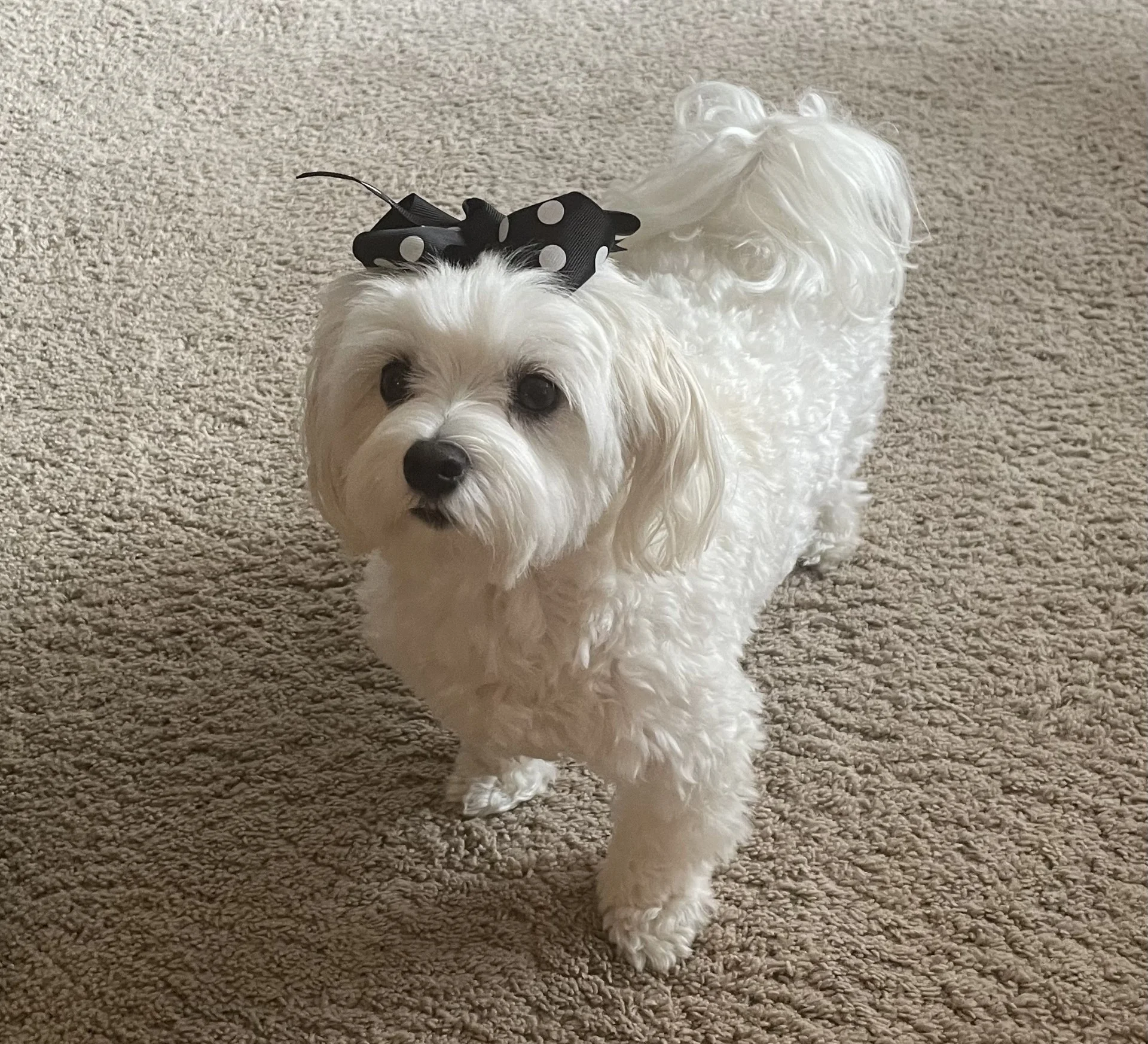 Ireland the Maltese Troncin