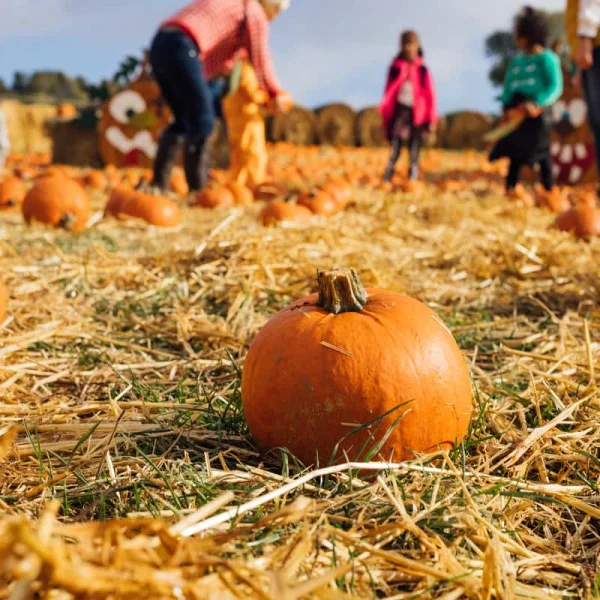 Fun Fall Activities for Family Outings