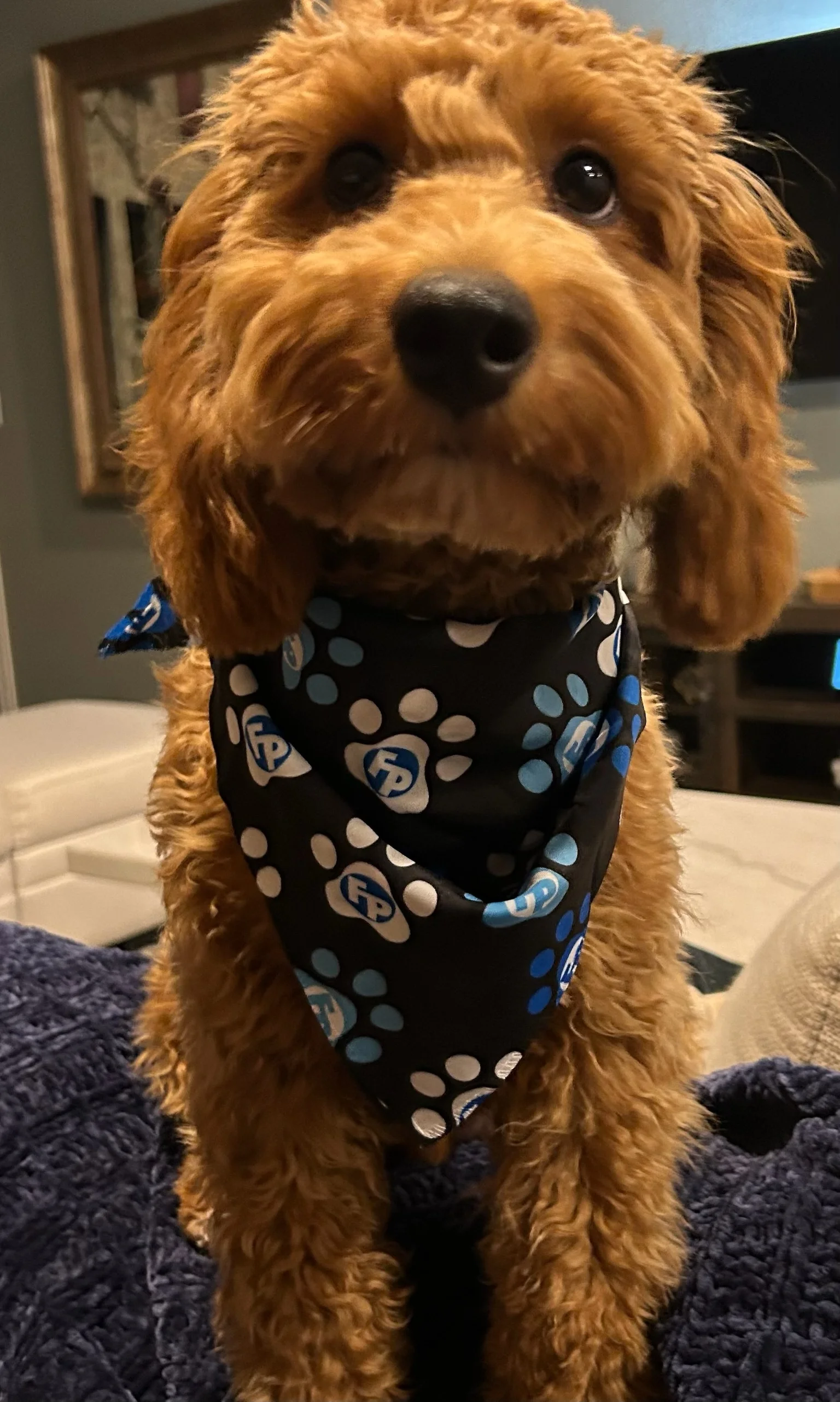 Dusty Approved Branding