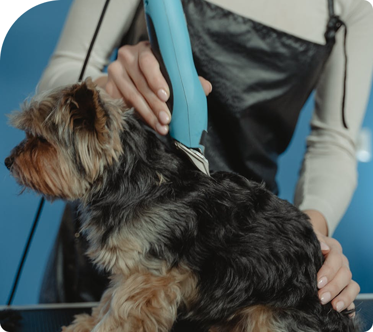 Running a pet care company means juggling complex business operations ...