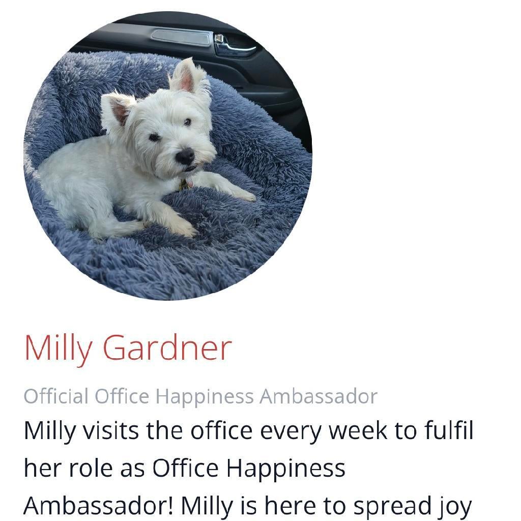 Happiness Ambassador