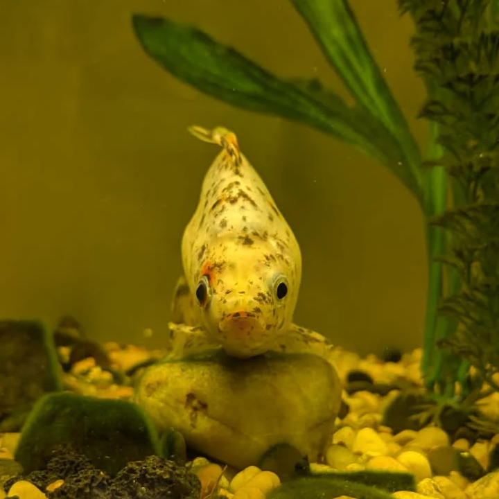 Andy The Fish