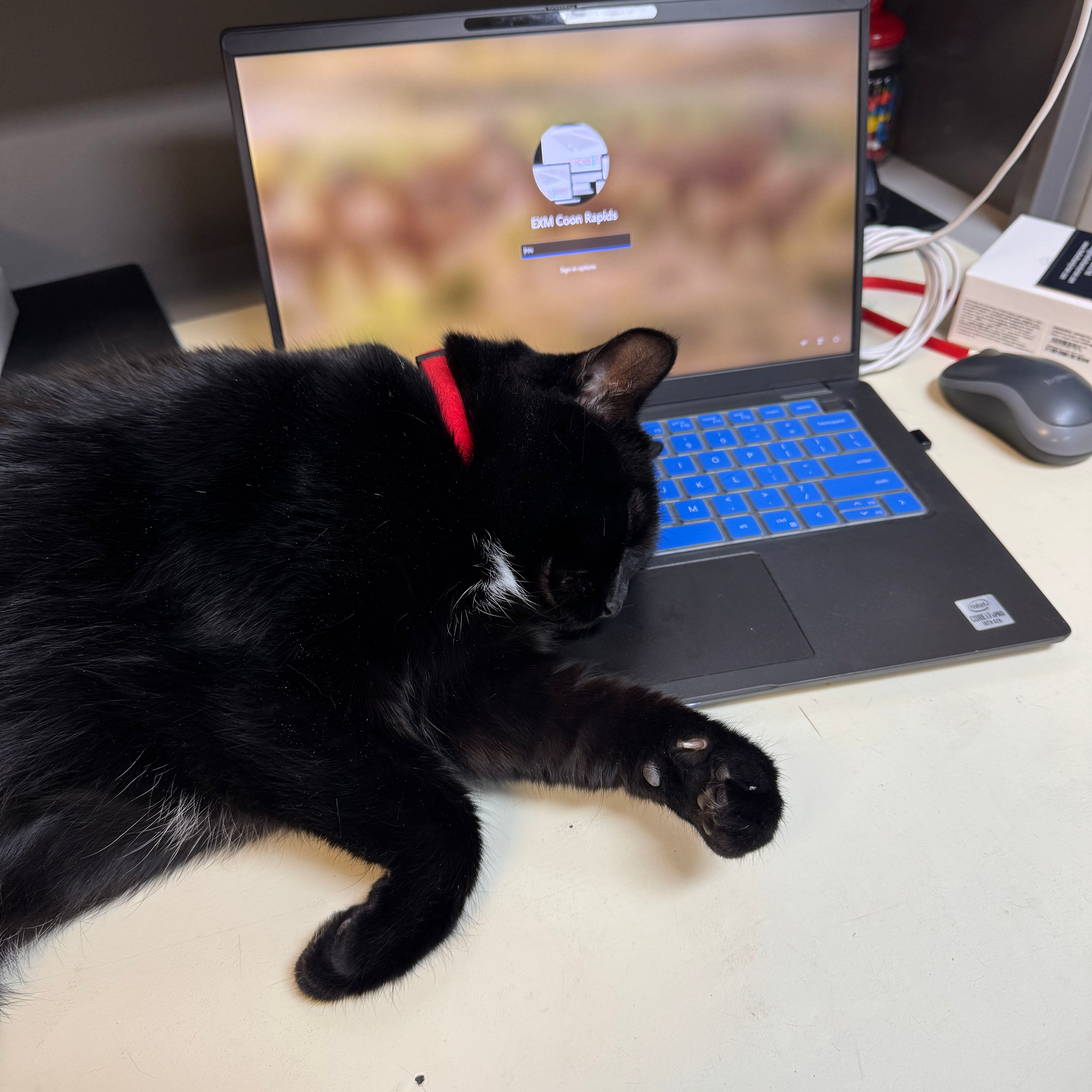 team-member