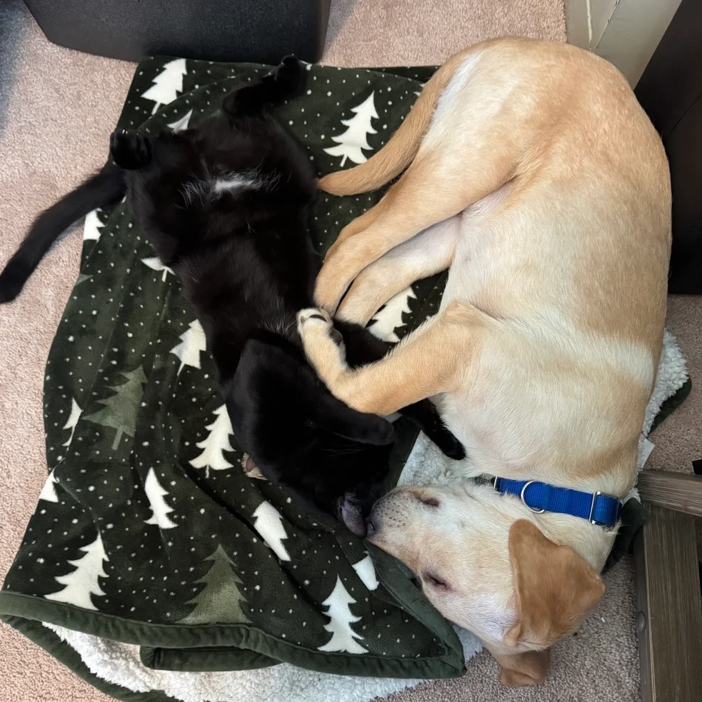 Mack & Tux (Wegner)