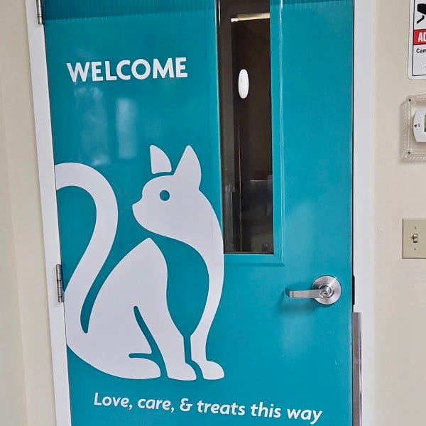 SPCA Cat