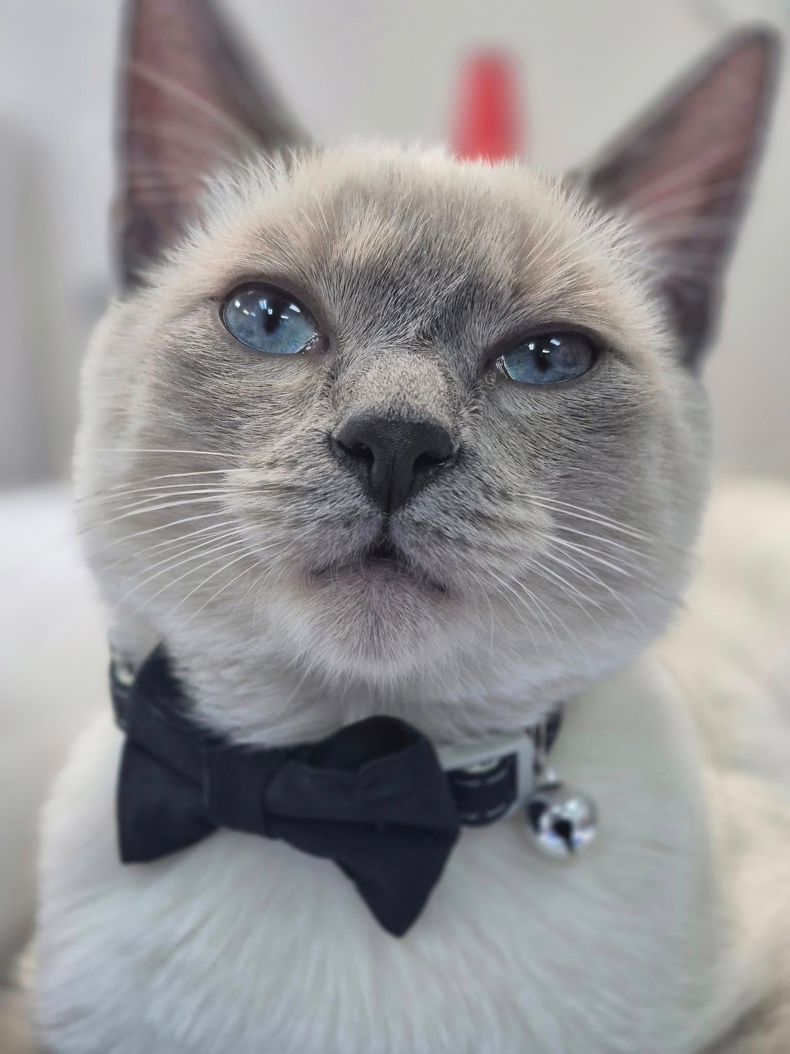 Jasper TheCat