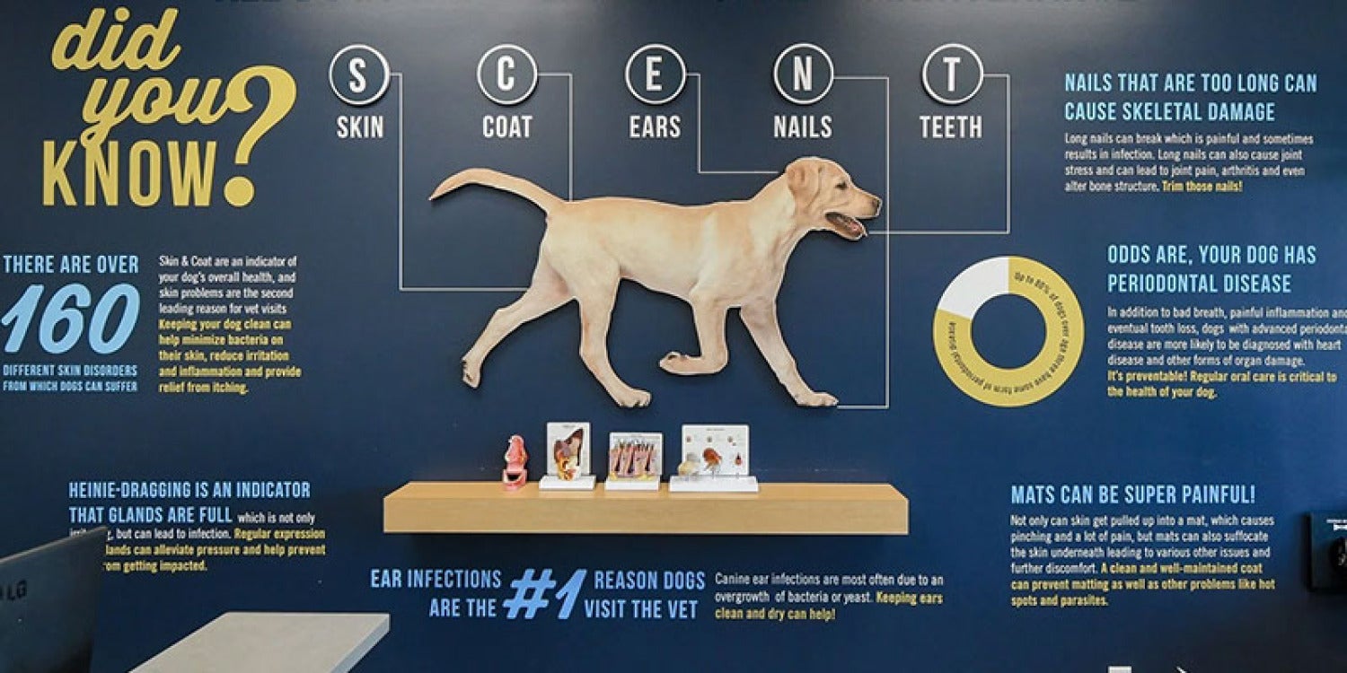 Scenthound's Canine Coup: New C-Suite Trio Leads the Pack