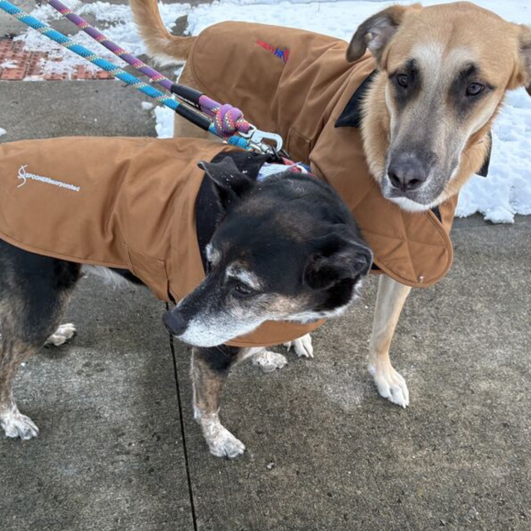 Carhartt Dog Jackets with Embroidered Logos
