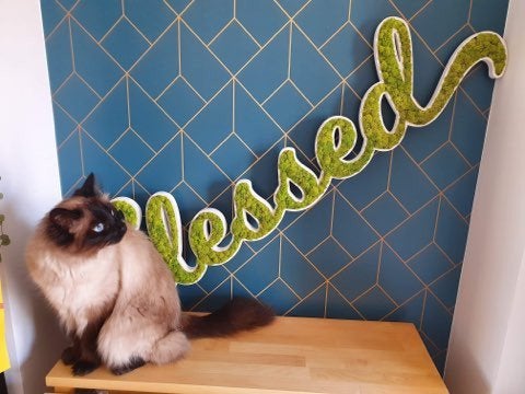 LOGO VEGETAL STABILISE - DECORATION VEGETALE SANS ENTRETIEN