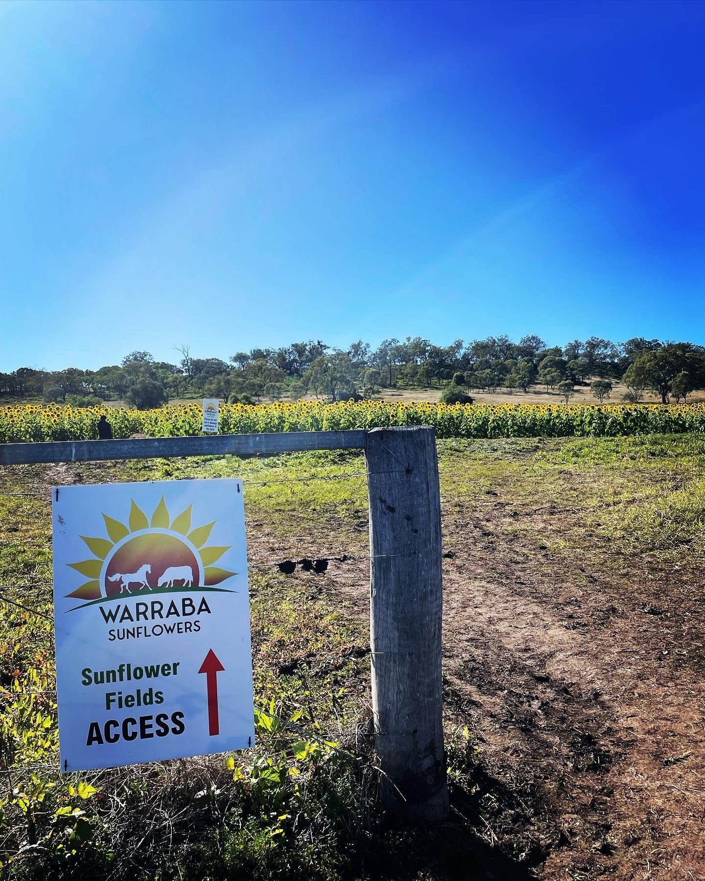 Directional Corflute Signs in their Wild Environment