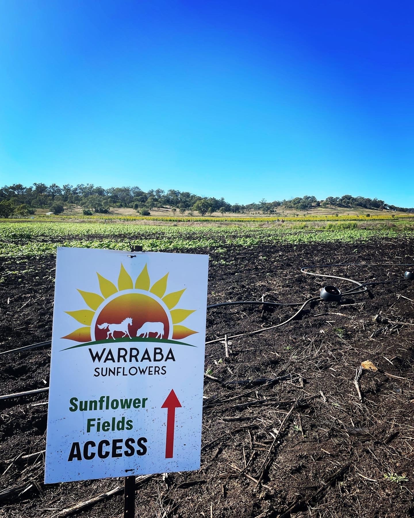 Directional Corflute Signs in their Wild Environment