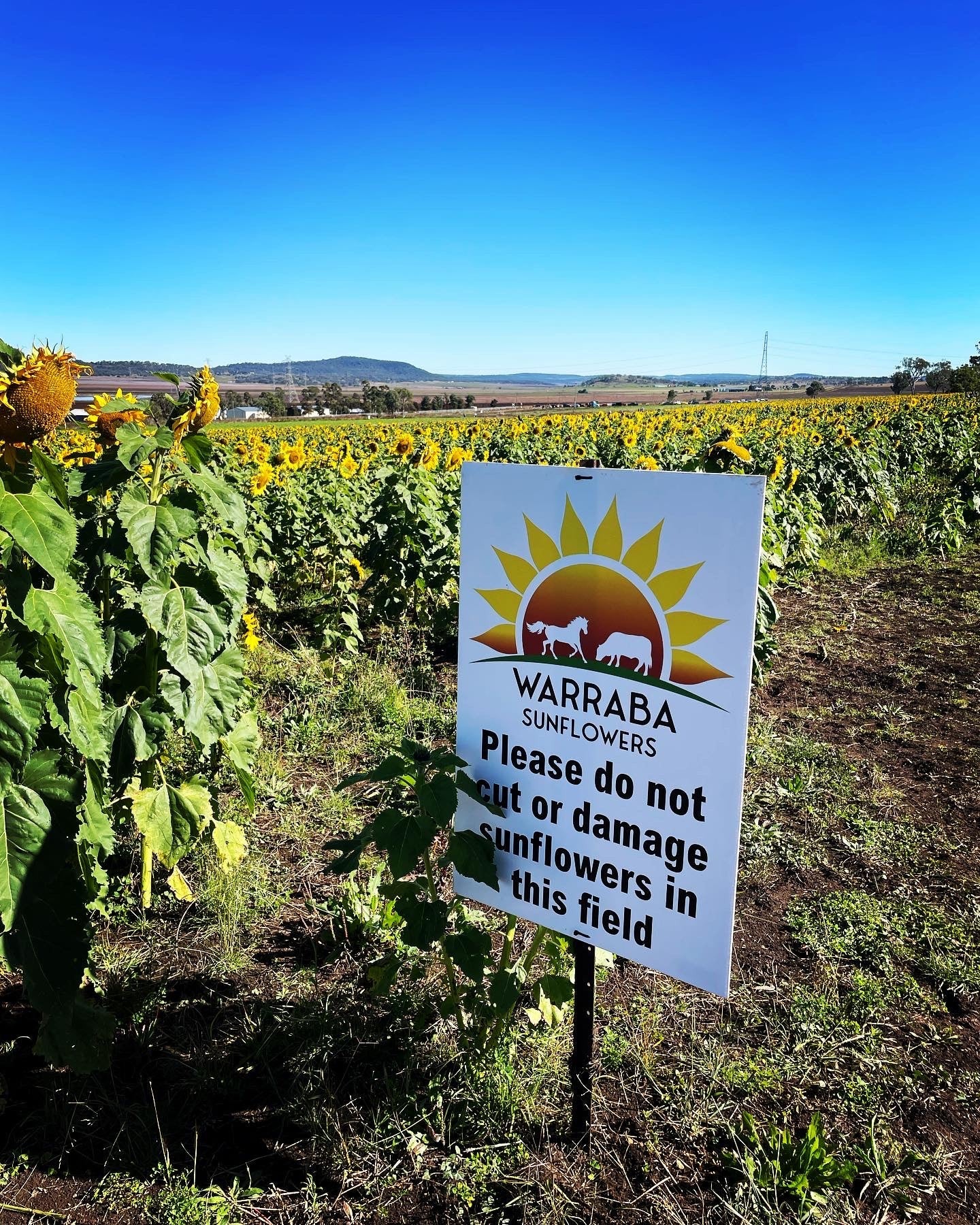 Directional Corflute Signs in their Wild Environment